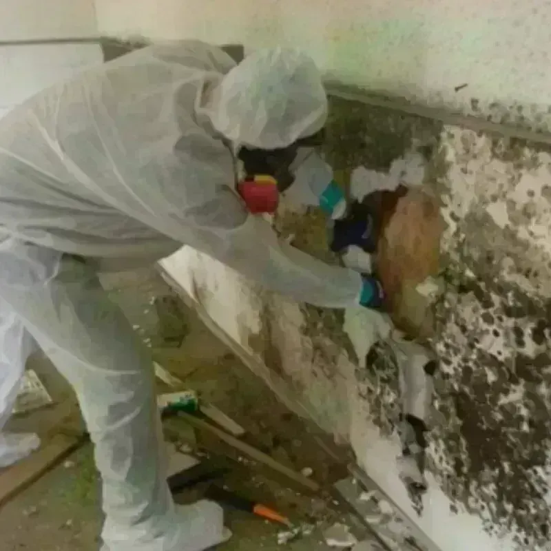 Mold Remediation and Removal in Anchor Point, AK